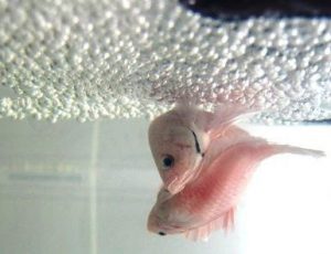 reprodução do peixe betta - como criar peixe betta