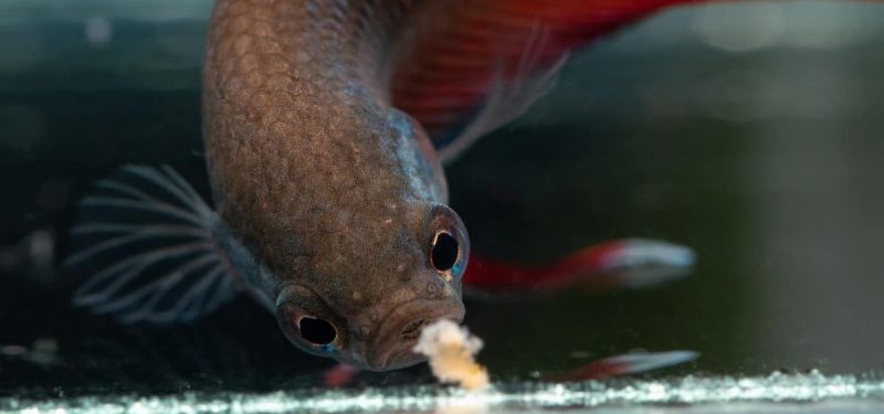 Quantas vezes o peixe betta deve comer por dia?